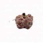 Pumpkin · Small - Image 5