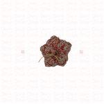 Pumpkin · Small - Image 7
