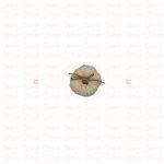 Pumpkin · Xtra Small - Image 4